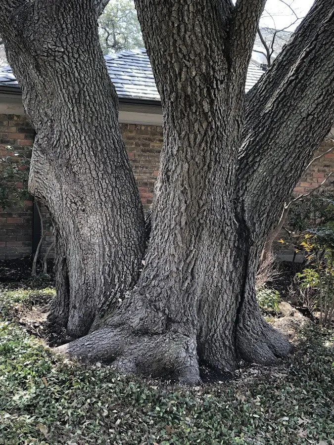 Mature heritage tree close to a Pullman property cared for by certified arborists
